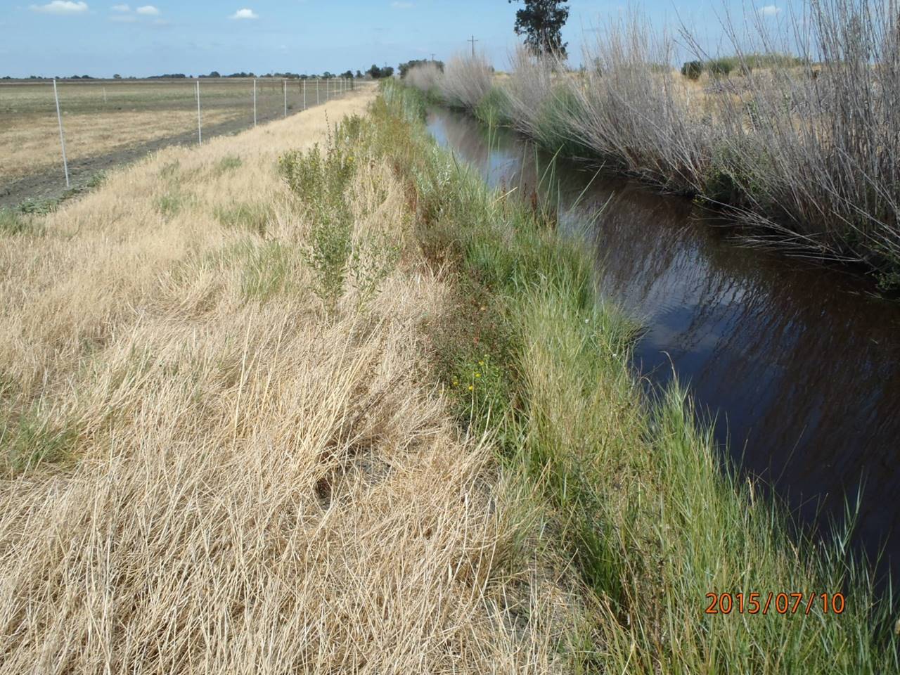 Tail Drain Ditch after revegetation, summer, 2012.