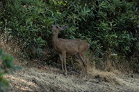 A mule deer grazes on vegetation along the Bidwell Canyon Trail in Butte County, California. Photo taken July 14, 2025.