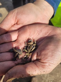 An inspector at DWR’s North Thermalito Forebay watercraft inspection facility holds golden mussels found on a pontoon boat on Wednesday, May 21.