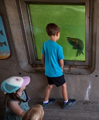 Children look through an underwater viewing window of a Chinook Salmon swimming up the fish ladder at the Feather River Fish Hatchery during the Oroville Salmon Festival in Oroville, California, September 23, 2023.