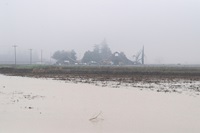 Standing water is seen at this groundwater recharge FloodMAR site in the Dunnigan area of Yolo County. Photo taken January 18, 2023.