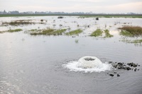 The North San Joaquin Water Conservation District’s Lakso Recharge Basin in San Joaquin County helps facilitate year-round groundwater recharge and doubles as a habitat for various waterfowl. Photo taken December 23, 2025.