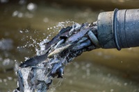 The Feather River Fish Hatchery raises steelhead at the hatchery and releases them into the Feather River at Boyd’s Pump Boat Launch in Yuba City, California.