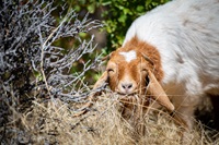 Sheep and goats graze on the hillside above Oroville Dam to reduce wildfire threat and bolster forest health around Lake Oroville in Butte County, California, as part of the California Department of Water Resources (DWR) Fuel Load Management Plan (FLMP). Photo taken July 1, 2022.