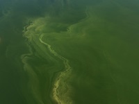 A drone view from Dinosaur Point shows part of an algal bloom in the San Luis Reservoir. Photo taken September 13, 2024.