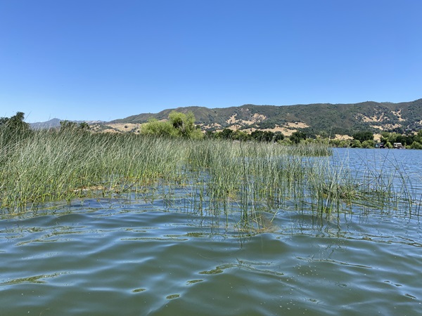 Plants growing in a lake