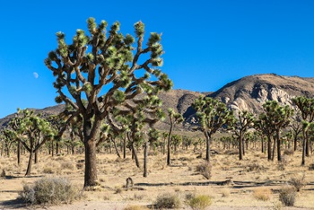 Image of an Amrhein Joshua Tree