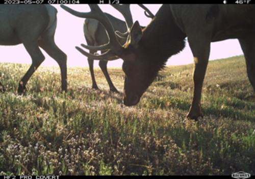  A trail camera image from a California field shows a large bull elk with prominent antlers grazing in the foreground, with several elk cows behind it in a grassy, sunlit meadow. The camera overlay shows May 7, 2023, at 7:00 a.m. and 46°F.
