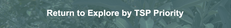 Button image with sage background with text saying Return to Explore by TSP Priority