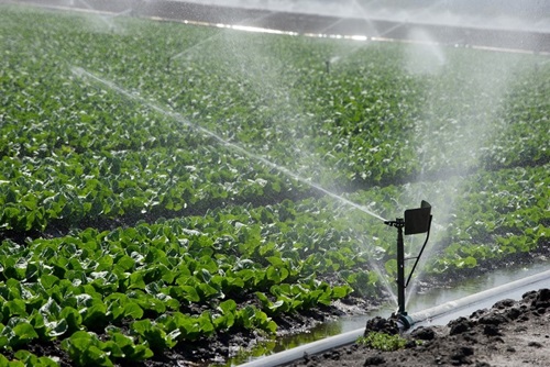 Water irrigation on a lettuce farm in Monterey County.