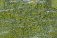 Algal blooms can be small blue-green, green, white, or brown particles in the water.