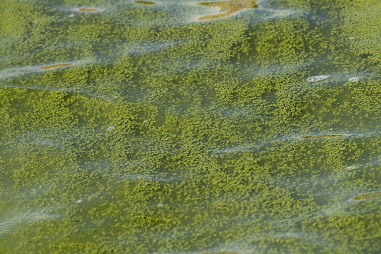Algal blooms can be small blue-green, green, white, or brown particles in the water.