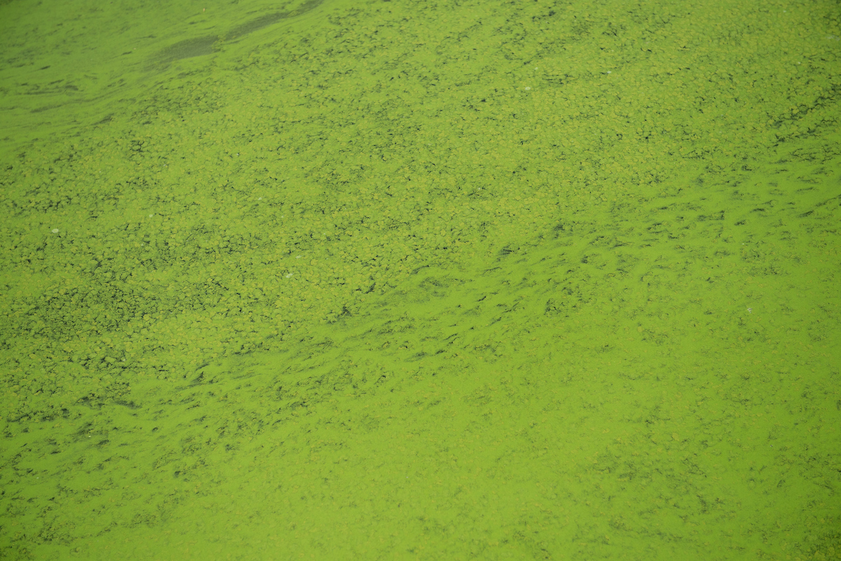 Keep close eye on blue-green algae this summer