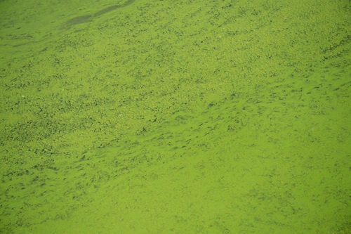 A close-up photo taken near the Basalt Boat Ramp showing part of an algae bloom in the San Luis Reservoir. 