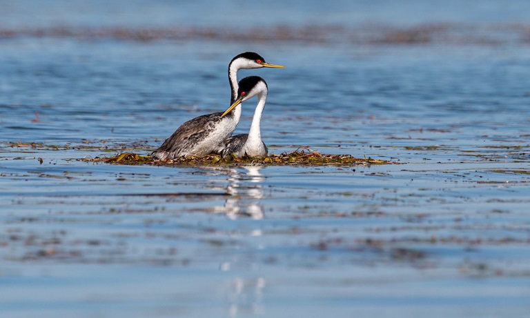 Western Grebes, seen on a nest, are shown in the Thermalito Afterbay.