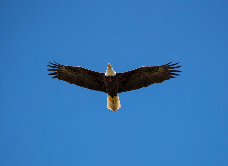 A bald eagle flies near the Lake Oroville main spillway site in Butte County, California. Photo taken April 26, 2018.