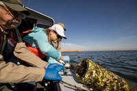 California Department of Water Resources Senior Environmental Scientist Specialist Brianne Sakata (center), with the Division of Operations and Maintenance, works with California State Parks staff to collect invasive golden mussels from buoys in O'Neill Forebay in Merced County, California. Photo November 13, 2024.