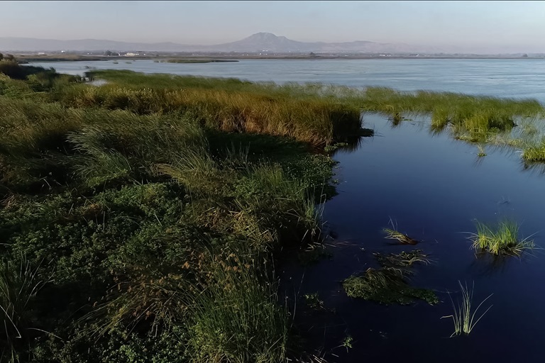 Marsh vegetation along Dutch Slough