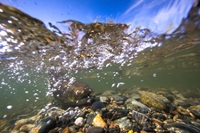 Salmon spawn in the feather river gravel restoration project area during the fall season in Oroville, Calif. on October 16th, 2014.