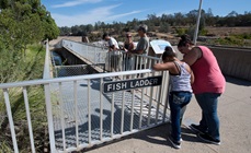 People gather at the fish ladder at the Feather River Fish Hatchery