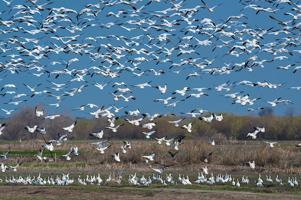 snow geese take flight on Twitchell Island 
