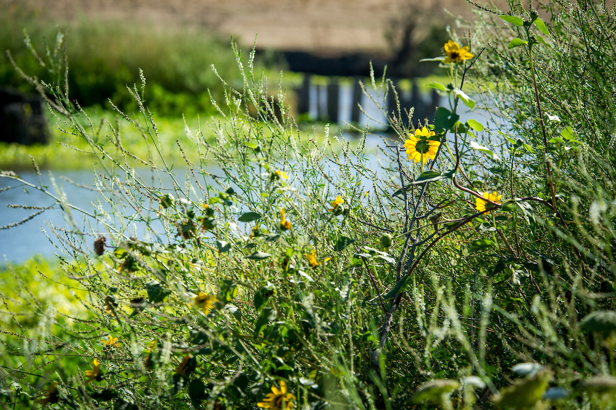 Yolo bypass 