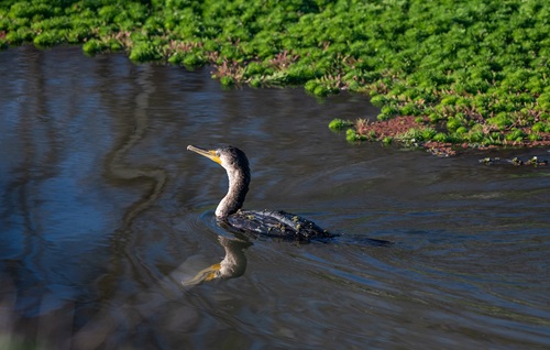 A double-crested cormorant swims through a ditch along Woodbridge Rd. in Lodi, California.