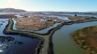 The common reed (Phragmites australis) is one of the most invasive plants in the world, and yet it is widespread in part of the Sacramento-San Joaquin Delta.