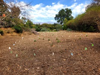 Photo of a turf replacement project designed to save water and combat future droughts and climate change.