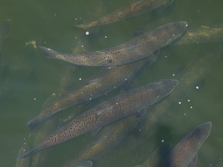 A drone view of spring-run Chinook salmon migrate and spawn in the Feather River near DWR infrastructure and the Feather River Fish Hatchery in Oroville, Butte County. Photo taken June 4, 2025. 