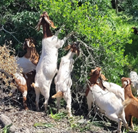 Goats grazing to assist in reducing overgrown vegetation.