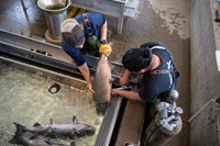 DWR environmental scientists and State partners tag spring-run Chinook salmon at the Feather River Fish Hatchery in Oroville. 