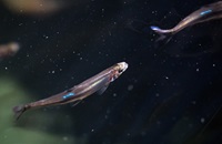 Delta smelt are raised at the UC Davis Fish Conservation and Culture Laboratory in Contra Costa County, California, to be released into the Sacramento-San Joaquin Delta to support the wild population. Photo taken January 8, 2025.