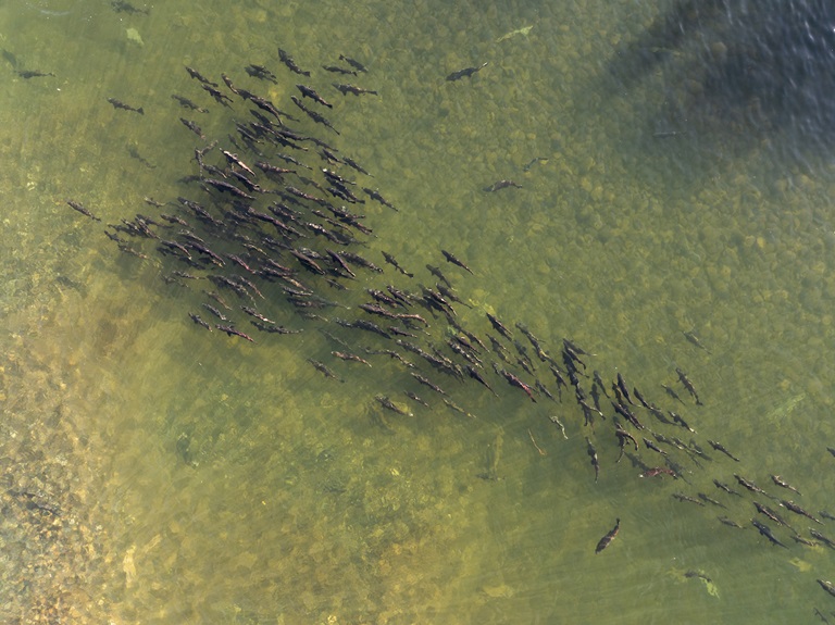 A drone view of Fall-run Chinook salmon migrate and spawn in the Feather River near California Department of Water Resources infrastructure and the Feather River Fish Hatchery in Oroville, Butte County.