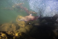 Adult fall-run Chinook salmon congregate.