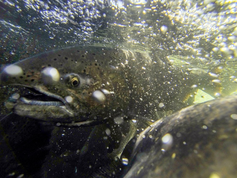 Salmon make their way up the fish ladder at the Feather River Fish Hatchery in Oroville