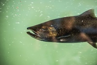 A salmon swims past a viewing window at the Feather River Fish Hatchery and fish barrier dam in Oroville, California