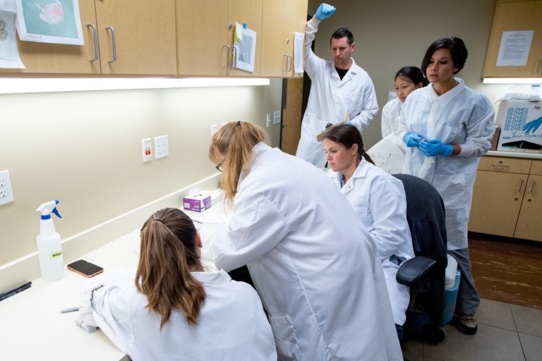 DWR scientists dissect Delta smelt as part of a study to monitor the effects of introducing hatchery smelt into the wild. 