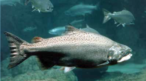 Sacramento River Winter-Run Chinook Salmon