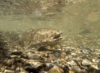 Image of salmon in the Feather River. 