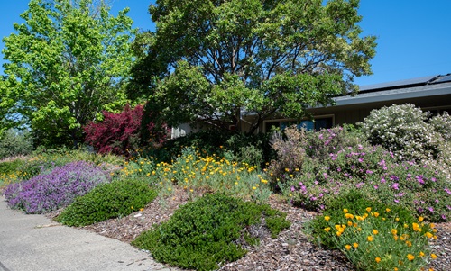 View of a home garden in the South Land Park area of Sacramento, California.