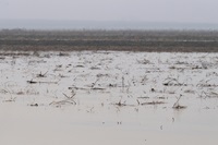 Standing water is seen in this farmer’s field in the Dunnigan area of Yolo County, which saw a dramatic amount of rainfall and rising water in January 2023.