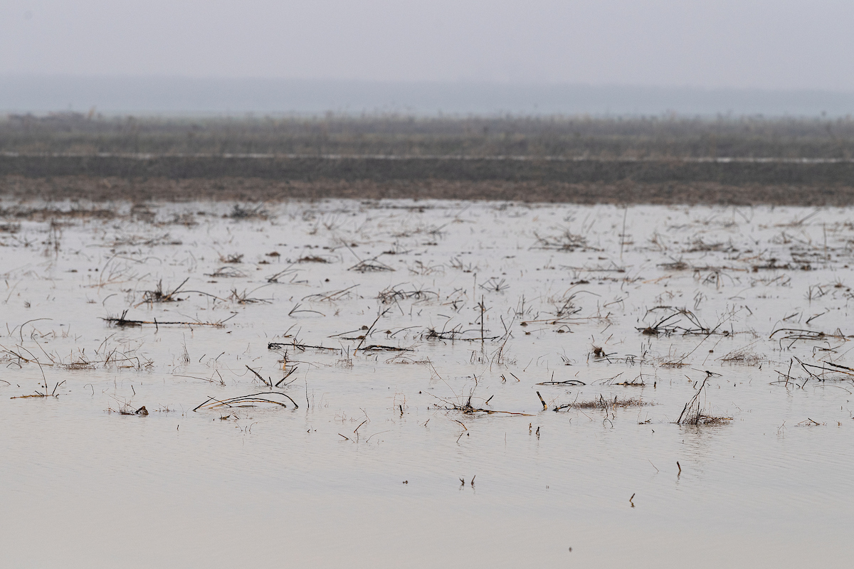 Standing water is seen in this farmer’s field in the Dunnigan area of Yolo County, which saw a dramatic amount of rainfall and rising water in January 2023.