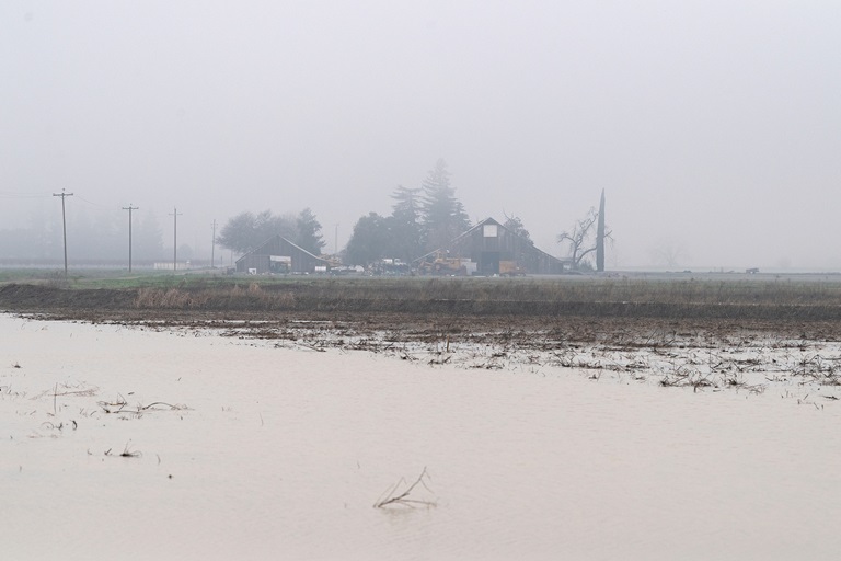 Standing water is seen at this groundwater recharge FloodMAR site in the Dunnigan area of Yolo County. Photo taken January 18, 2023.