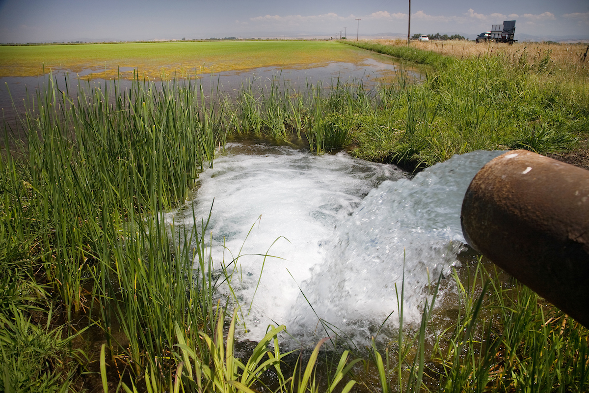Groundwater floods rice fields in Yuba County