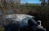 Image of groundwater well in Gridley. The wells pump water to flood fields and supply water for waterfowl.