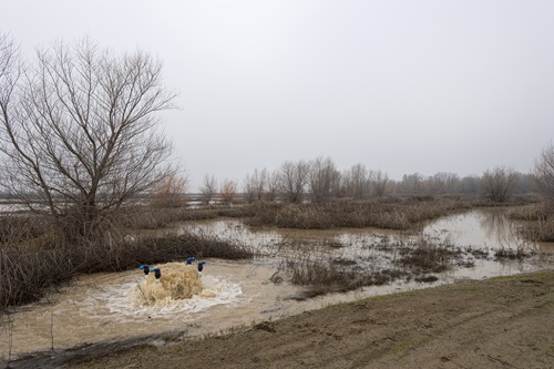 Groundwater recharge FloodMAR site showing pumped water being discharged from outlet in the Dunnigan area of Yolo County.