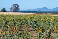  Sunflowers and safflowers are in full bloom at the the Oroville Wildlife Area (OWA) along the Feather River and the Thermalito Afterbay.