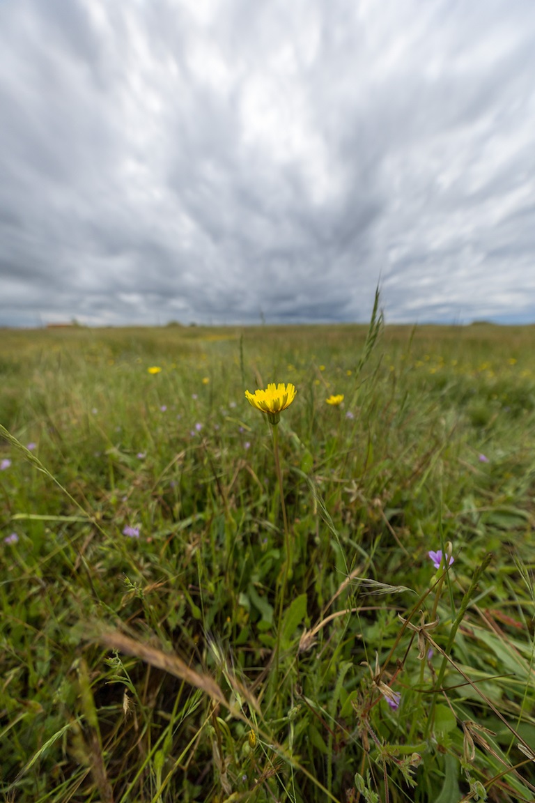 California Department of Water Resources employees, guided by Botanical and Wetlands Specialist Clay DeLong, learn about vernal pools at the Illa M. Collin Conservation Preserve in Sacramento County. Photo taken April 10, 2026.