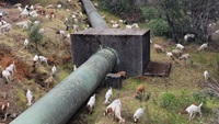 Hundreds of goats and sheep grazing on nearly 35 acres along the Brad Freeman Trail, Hyatt Powerplant, and the Lower Overlook. 